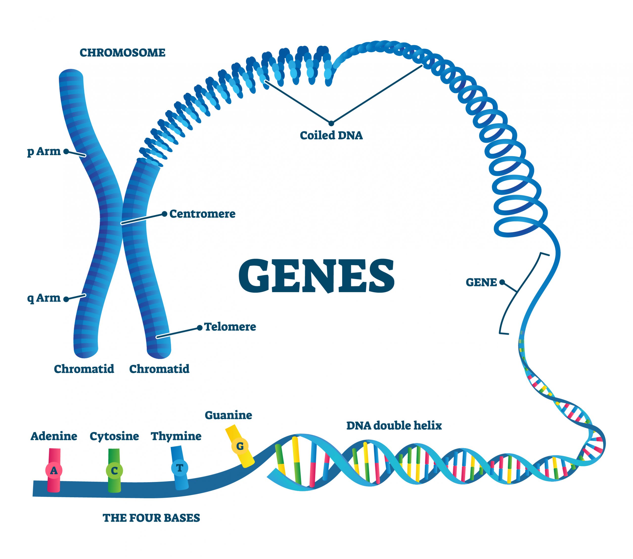 pcr-genes