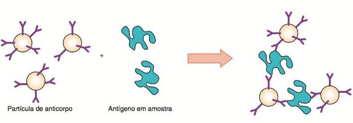 Princípio de imunoensaio por aglutinação